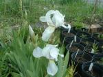 Iris x. germanica var. florentina